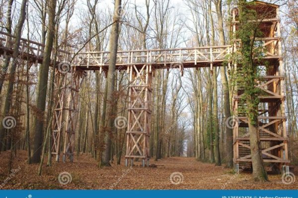 Canopy trail wooden